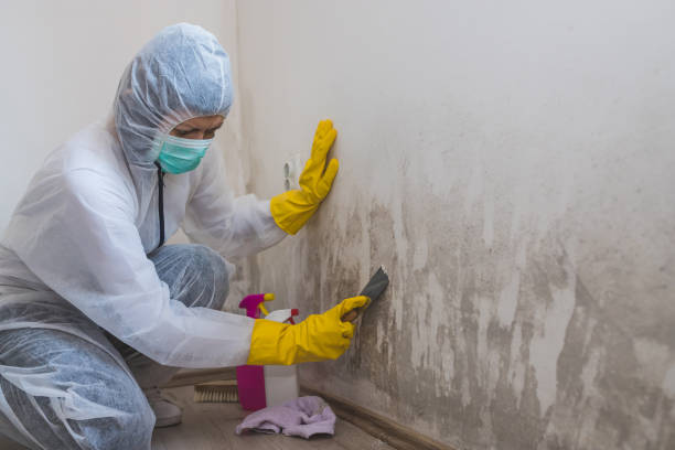 St Charles, MI Mold Inspection, Removal & Remediation Company