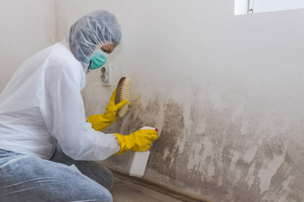 Best Water Damage & Mold Remediation  in St Charles, MI