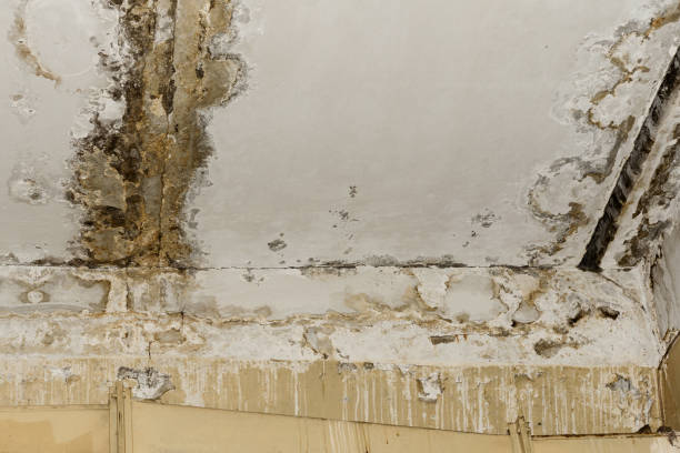 Best Comprehensive Air Testing for Mold Contaminants  in St Charles, MI