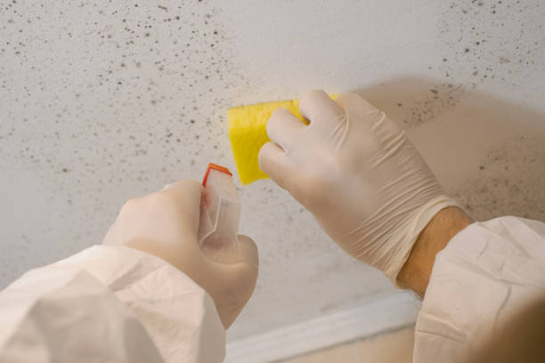 Best Commercial Mold Inspection  in St Charles, MI